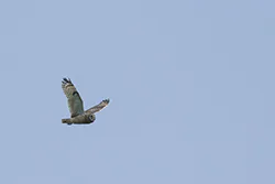 Uszatka błotna (Asio flammeus)