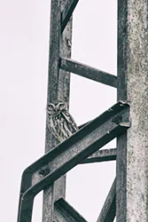 Little Owl (Athene noctua)