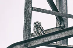 Pójdźka (Athene noctua)