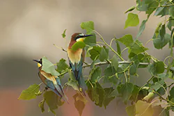 Żołna (Merops apiaster)