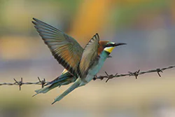 Żołna (Merops apiaster)