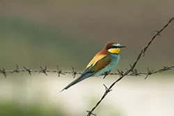 Żołna (Merops apiaster)