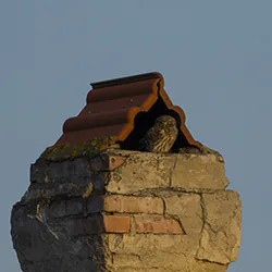 Little Owl (Athene noctua)