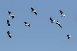 Pelikan różowy (Pelecanus onocrotalus)