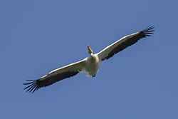 Pelikan różowy (Pelecanus onocrotalus)