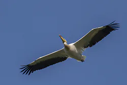 Pelikan różowy (Pelecanus onocrotalus)