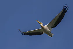 Pelikan różowy (Pelecanus onocrotalus)