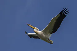 Pelikan różowy (Pelecanus onocrotalus)