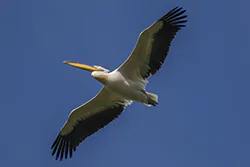 Pelikan różowy (Pelecanus onocrotalus)