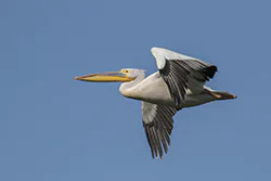Pelikan różowy (Pelecanus onocrotalus)