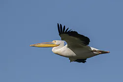 Pelikan różowy (Pelecanus onocrotalus)
