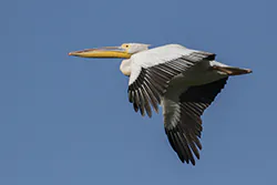 Pelikan różowy (Pelecanus onocrotalus)
