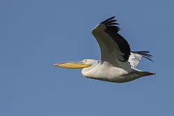 Pelikan różowy (Pelecanus onocrotalus)