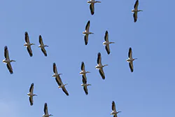 Pelikan różowy (Pelecanus onocrotalus)