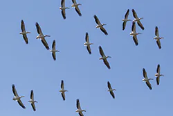 Pelikan różowy (Pelecanus onocrotalus)