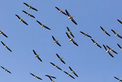 Pelikan różowy (Pelecanus onocrotalus)