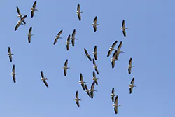Pelikan różowy (Pelecanus onocrotalus)