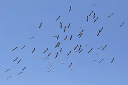 Pelikan różowy (Pelecanus onocrotalus)