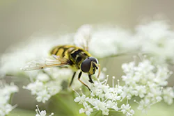 Drone Fly (Eristalis tenax)
