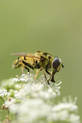 Drone Fly (Eristalis tenax)