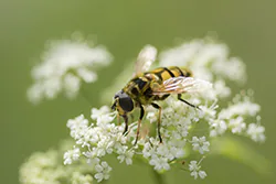 Drone Fly (Eristalis tenax)