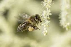 Pszczoła miodna (Apis mellifera)