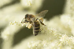 Pszczoła miodna (Apis mellifera)