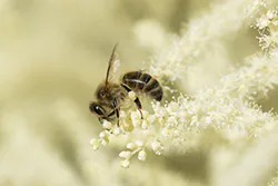 Pszczoła miodna (Apis mellifera)