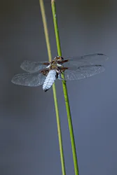 Ważka płaskobrzucha (Libellula depressa)