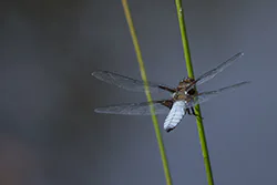 Ważka płaskobrzucha (Libellula depressa)
