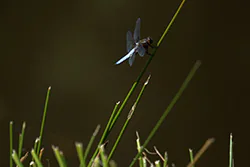 Ważka płaskobrzucha (Libellula depressa)