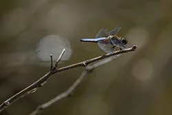 Ważka płaskobrzucha (Libellula depressa)