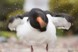 Ostrygojad (Haematopus ostralegus)