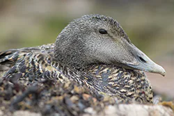 Edredon (Somateria mollissima)