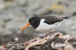 Ostrygojad (Haematopus ostralegus)