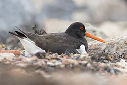 Ostrygojad (Haematopus ostralegus)