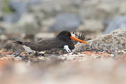 Ostrygojad (Haematopus ostralegus)