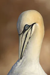 Głuptak (Morus bassanus)