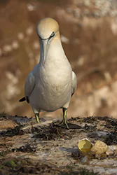 Głuptak (Morus bassanus)