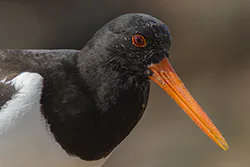 Ostrygojad (Haematopus ostralegus)