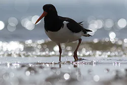 Ostrygojad (Haematopus ostralegus)