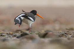 Ostrygojad (Haematopus ostralegus)
