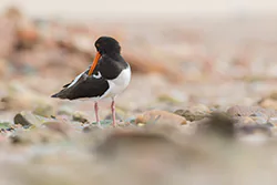 Ostrygojad (Haematopus ostralegus)