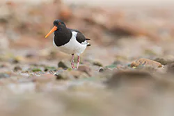 Ostrygojad (Haematopus ostralegus)