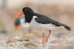 Ostrygojad (Haematopus ostralegus)