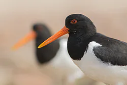 Ostrygojad (Haematopus ostralegus)