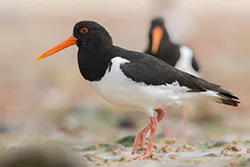 Ostrygojad (Haematopus ostralegus)