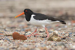 Ostrygojad (Haematopus ostralegus)