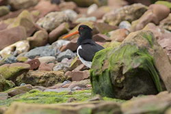Ostrygojad (Haematopus ostralegus)