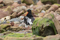 Ostrygojad (Haematopus ostralegus)